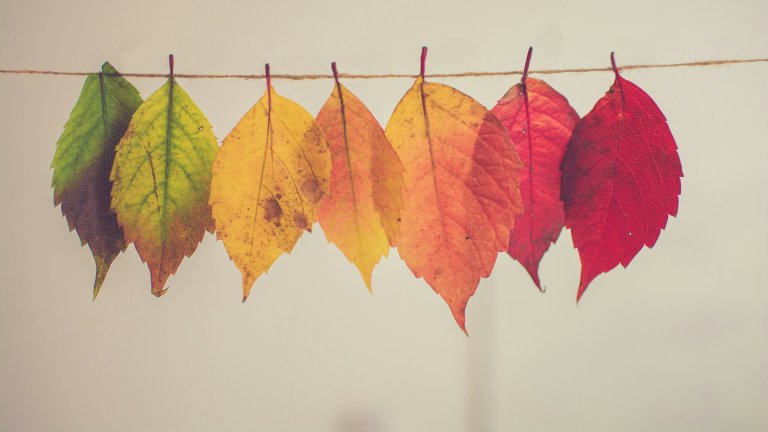 Blatt Transformation