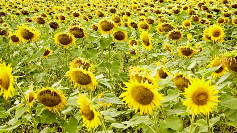 Feld mit Sonnenblumen