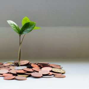 Geld & Planze 